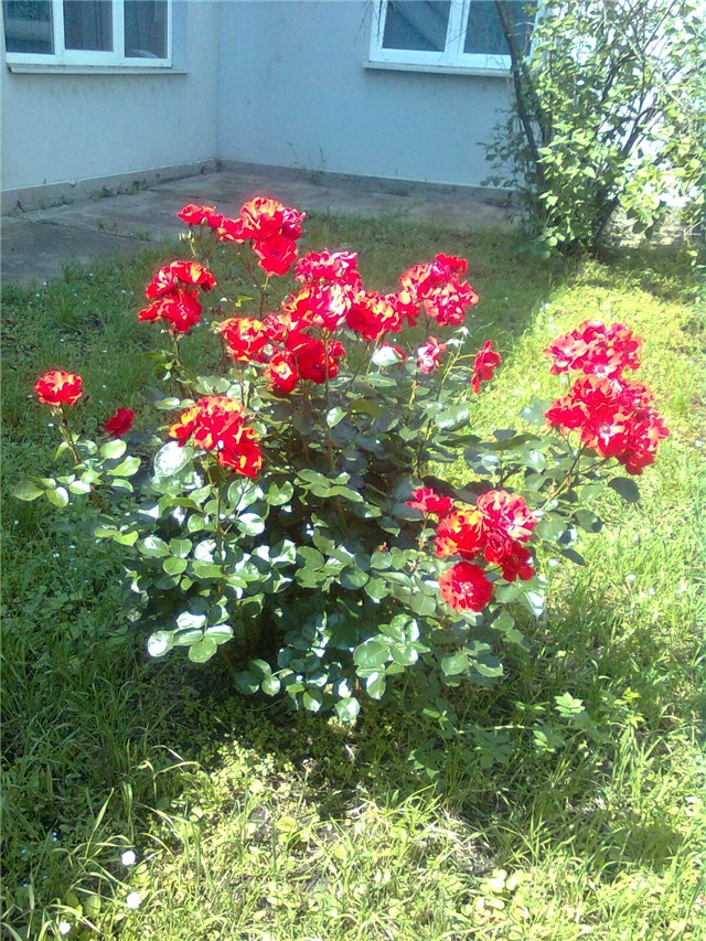 ruža crvena